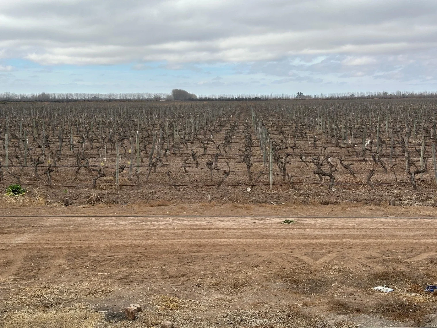 FINCA EN VENTA - LAVALLE, MENDOZA - Imagen 5
