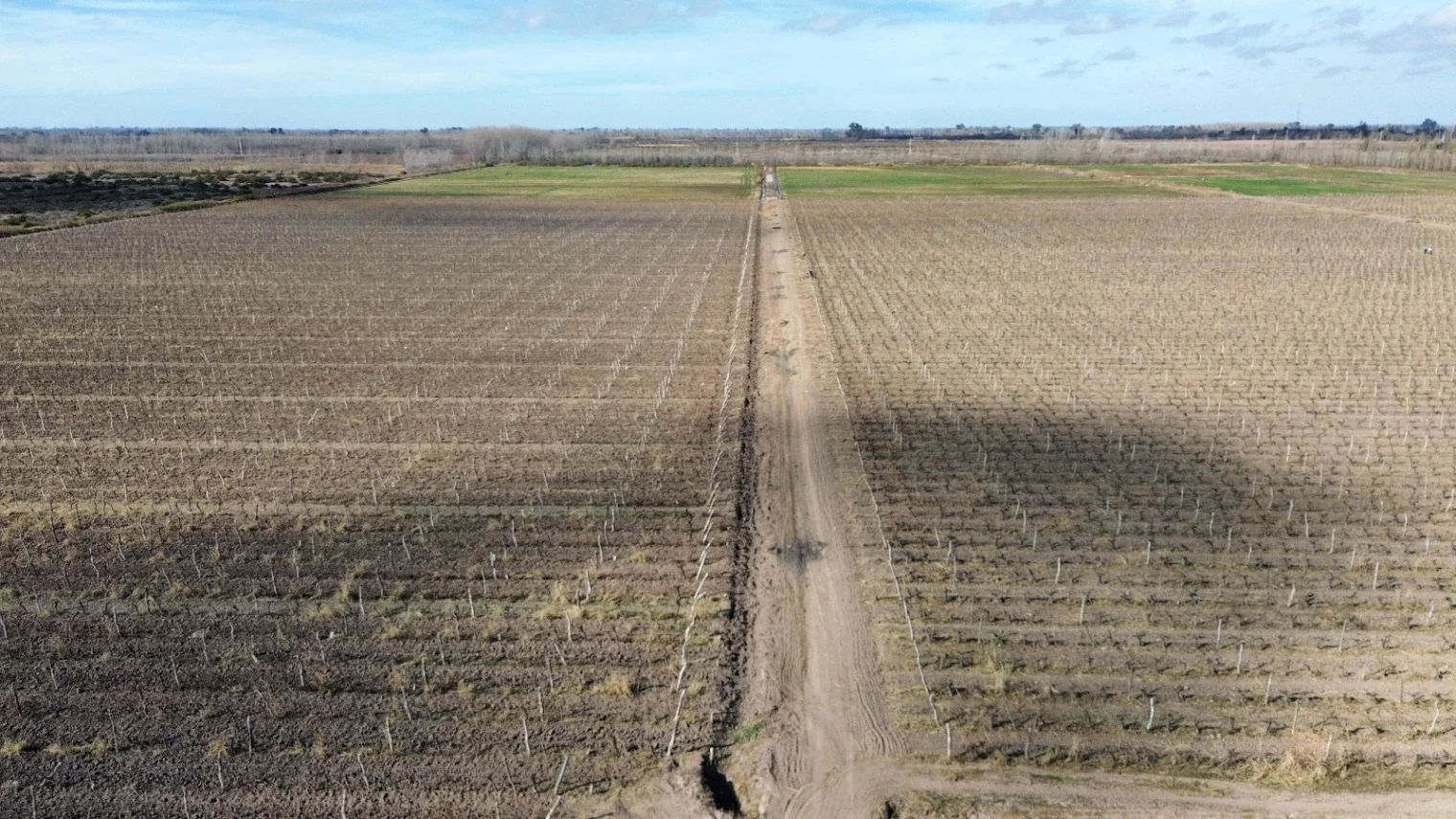FINCA EN VENTA - LAVALLE, MENDOZA - Imagen 2