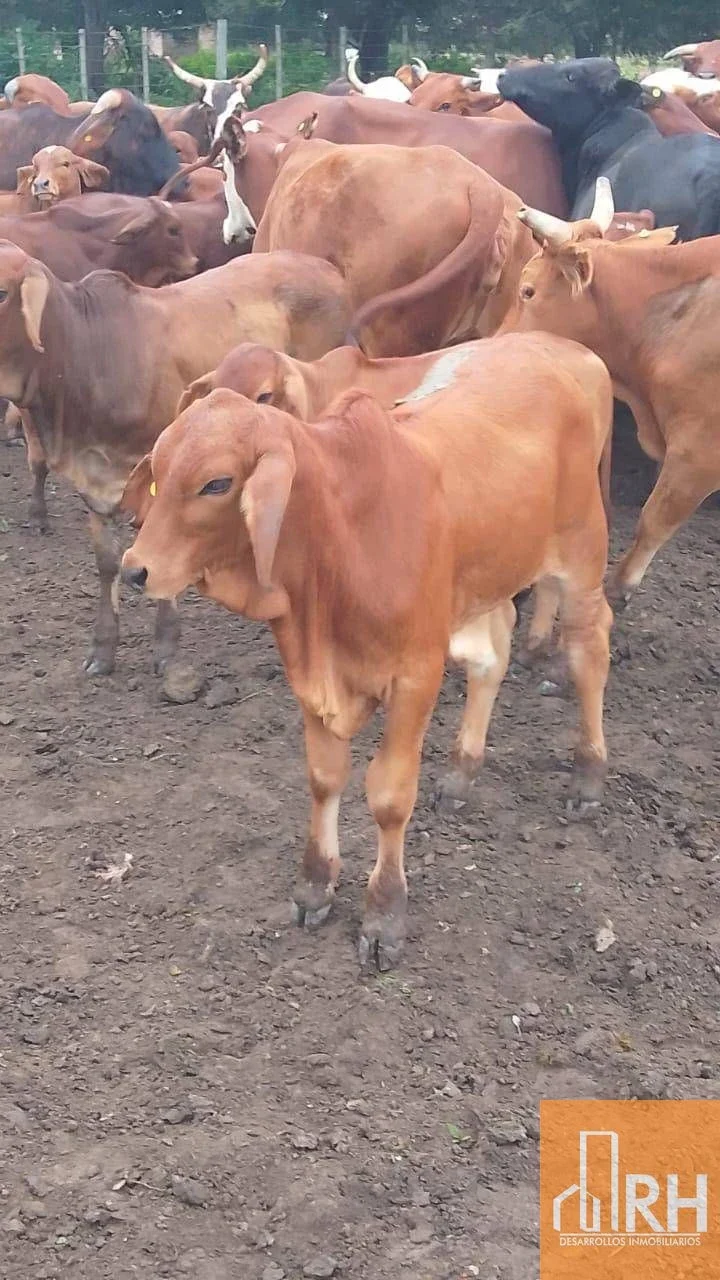 CAMPO EN FORMOSA | 43.000 HA | ESCALA GANADERA TOTAL - Imagen 4