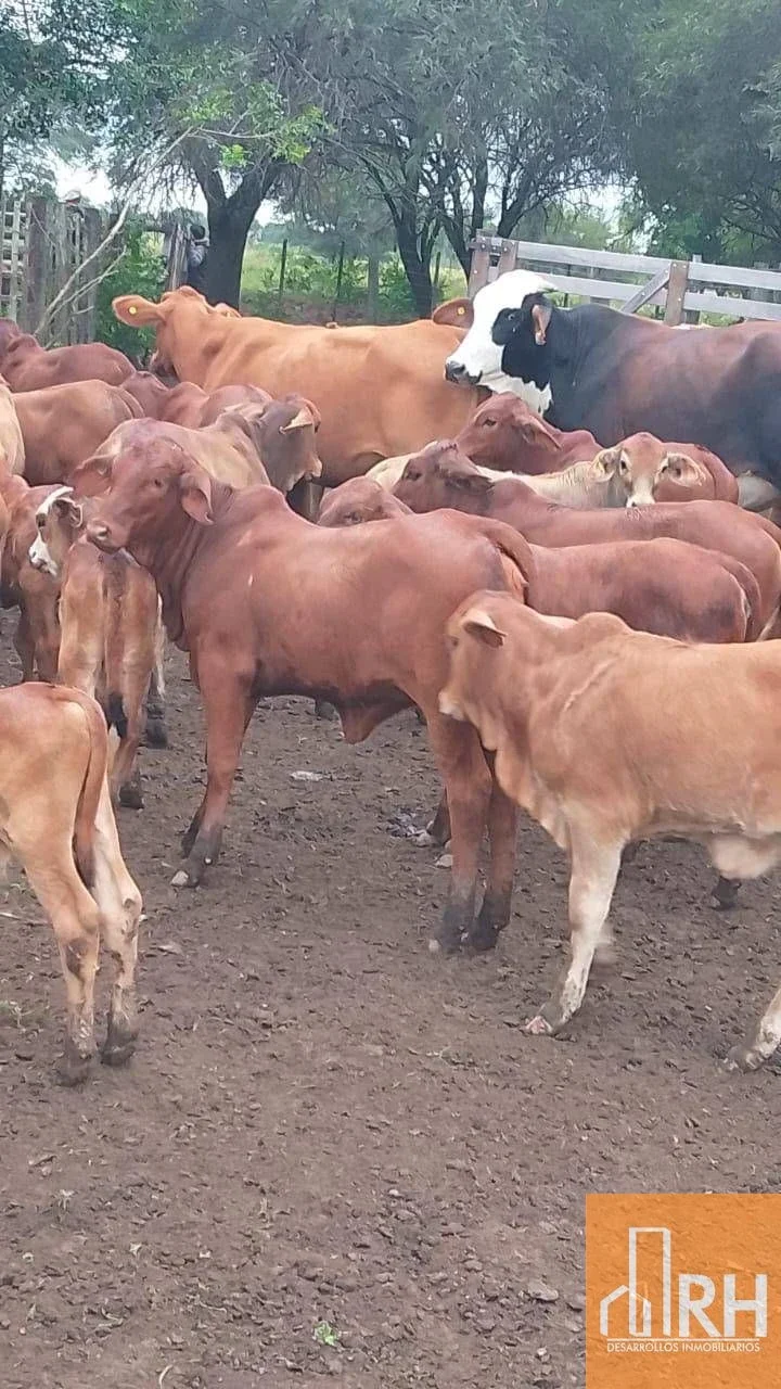 CAMPO EN FORMOSA | 43.000 HA | ESCALA GANADERA TOTAL - Imagen 2