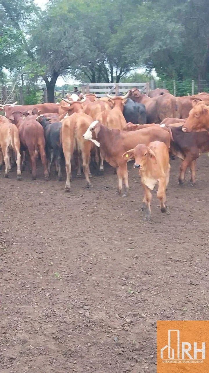 CAMPO EN FORMOSA | 43.000 HA | ESCALA GANADERA TOTAL - Imagen 3