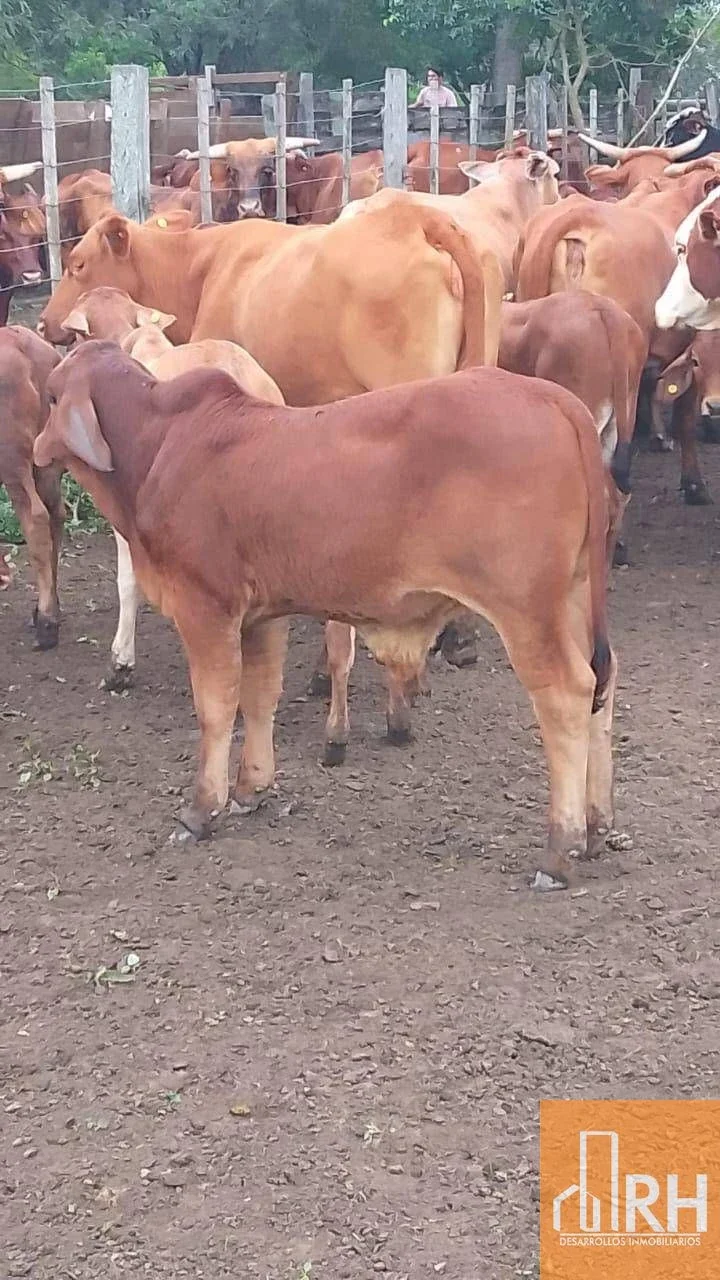 CAMPO EN FORMOSA | 43.000 HA | ESCALA GANADERA TOTAL - Imagen 1