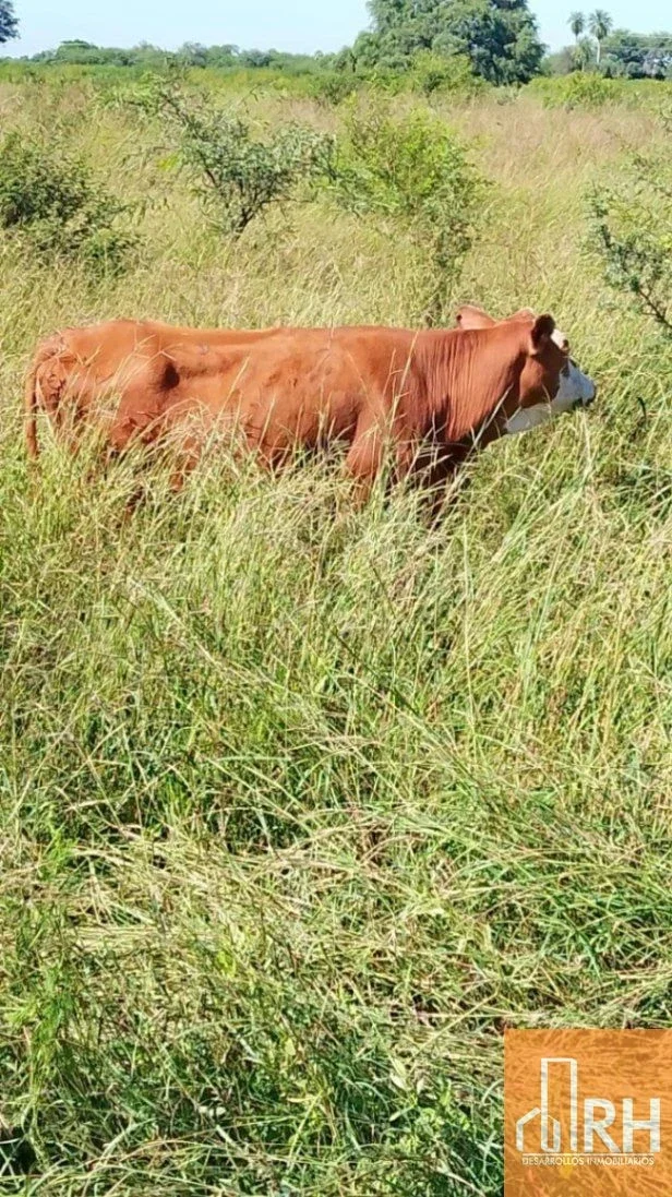 CAMPO EN FORMOSA | 43.000 HA | ESCALA GANADERA TOTAL - Imagen 5