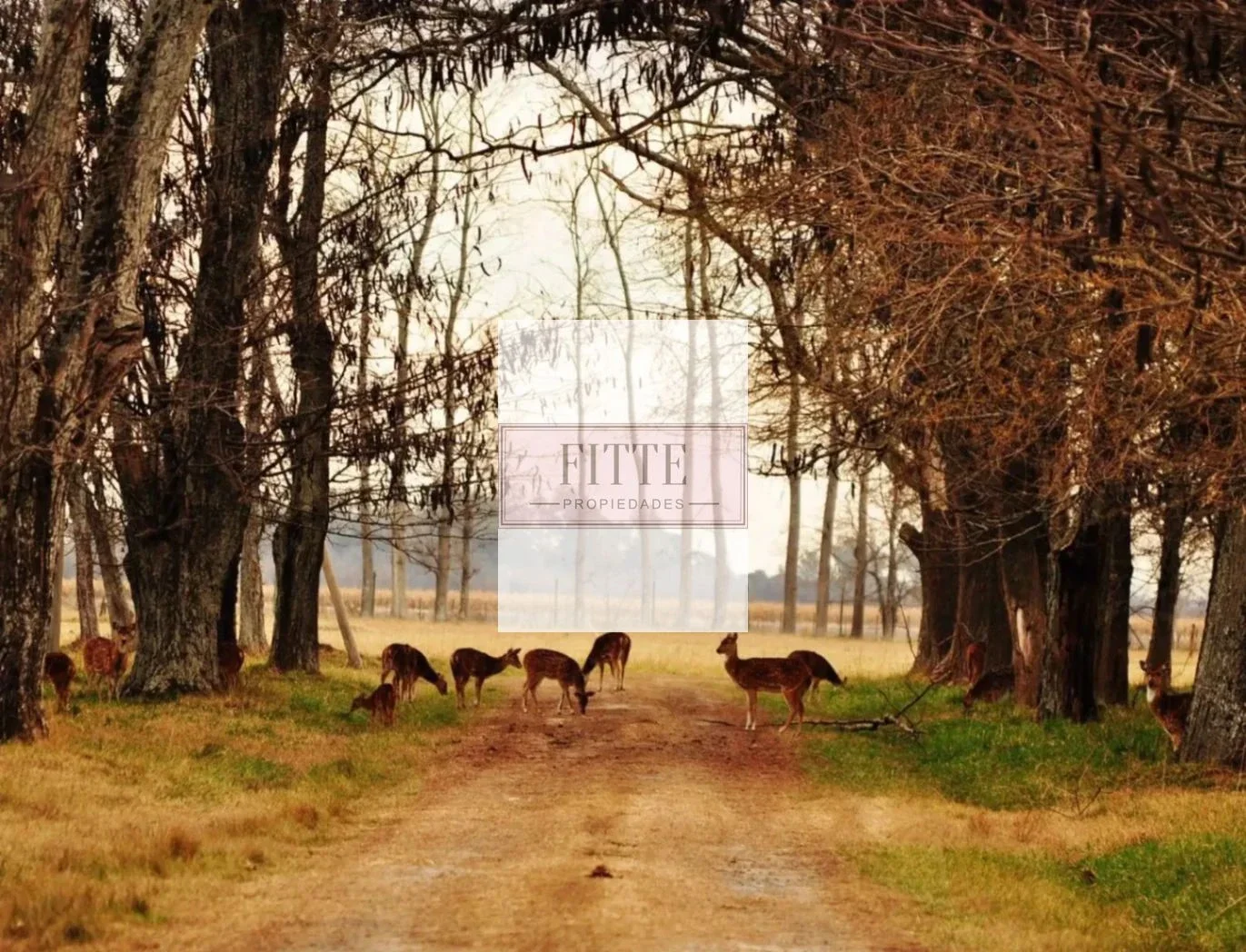 VENTA LOTE CHACRA DE LA ALAMEDA 12.507m2 ubicado en Carmen de Areco Prov. Bs As. - Imagen 3